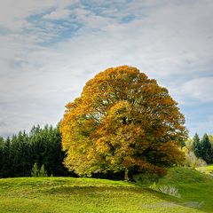 Der perfekte Baum in Herbstfarben