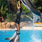 Der perfekte Moment - im Delfinarium