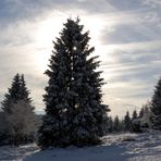 Der perfekte Weihnachtsbaum.