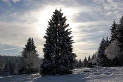 Der perfekte Weihnachtsbaum.