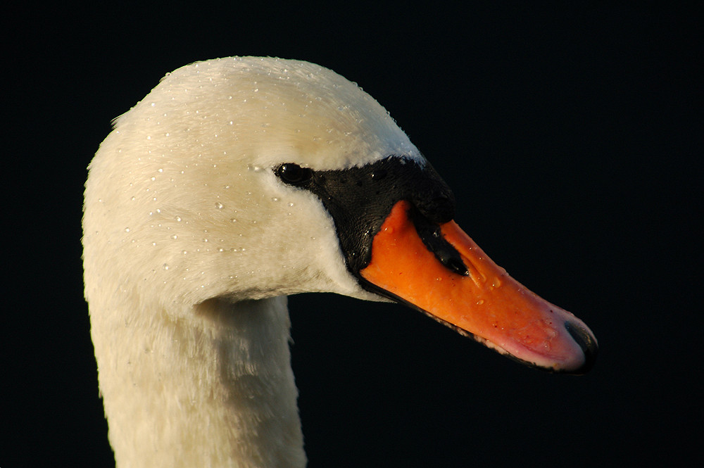 Der Perlenschwan