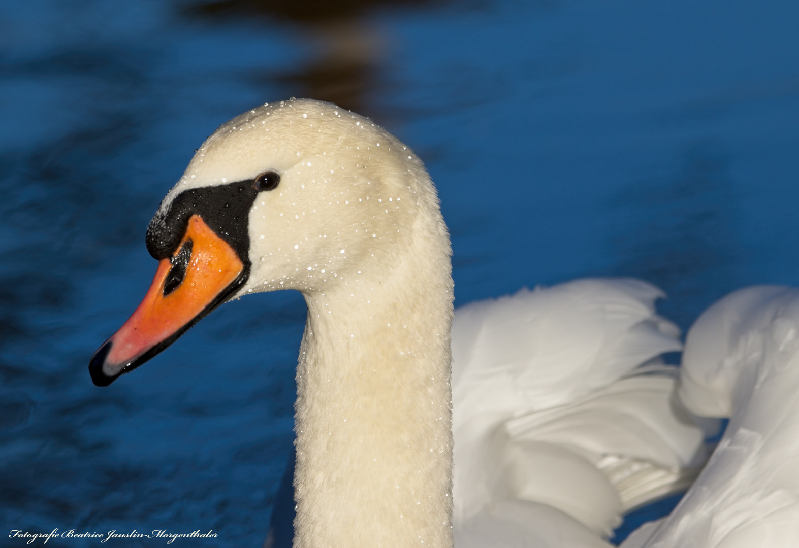 Der Perlenschwan