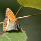 Der Perlgrasfalter - eine wahre Schönheit