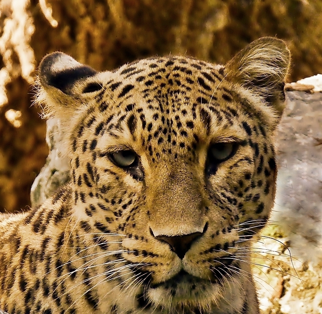 Der Persische Leopard . . .