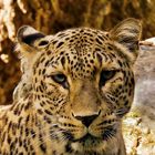 Der Persische Leopard . . .