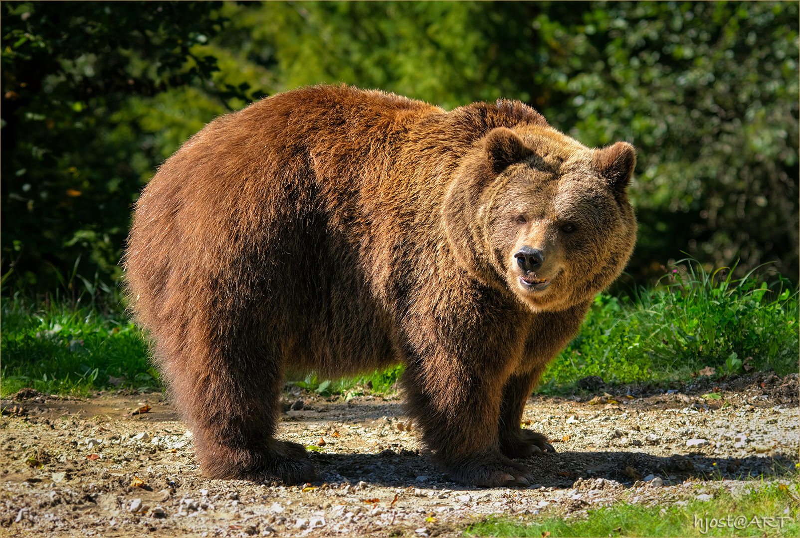 der Petzi Bär ...