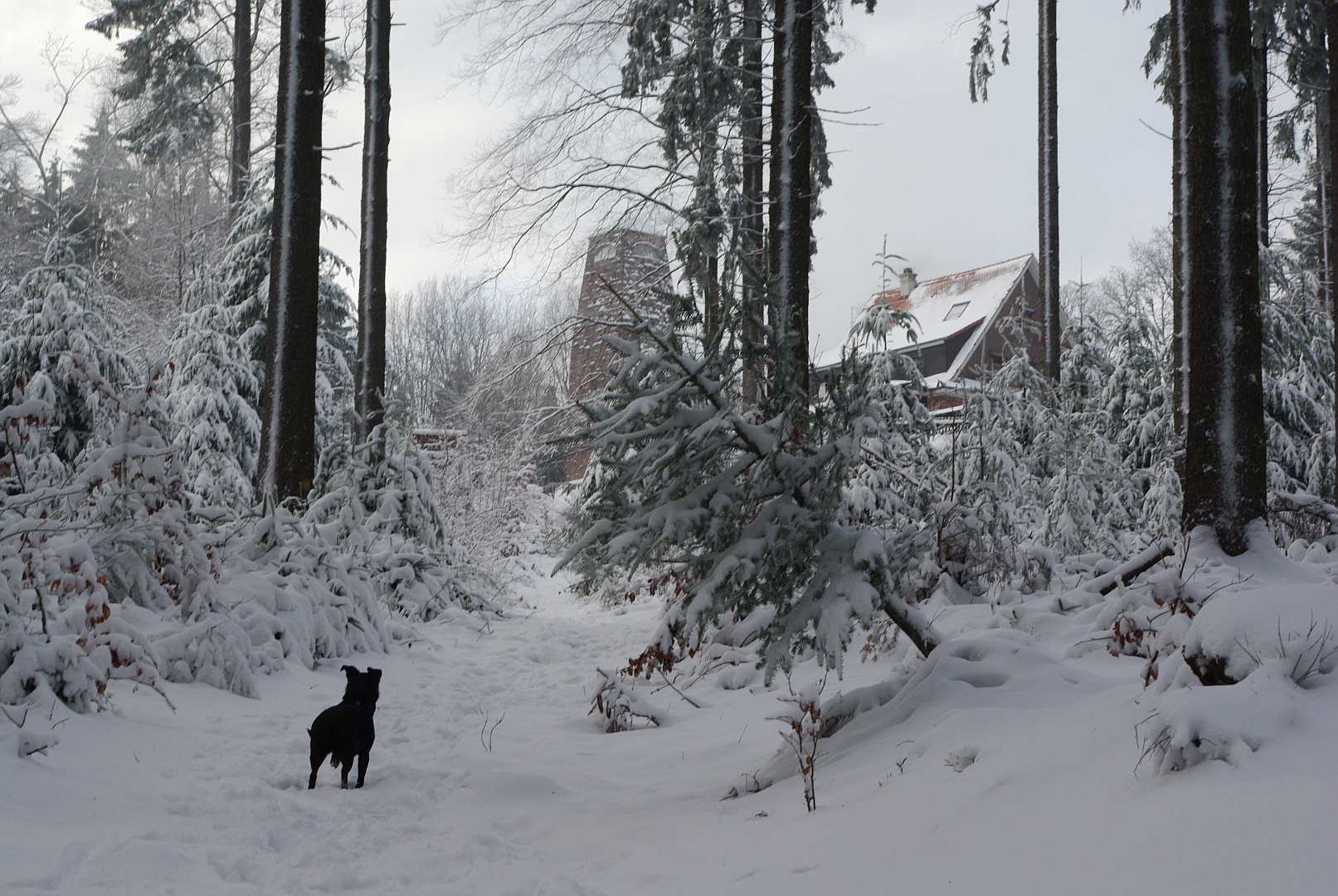 Der Pfad auf den Weißen Stein (Odenwald)