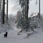 Der Pfad auf den Weißen Stein (Odenwald)