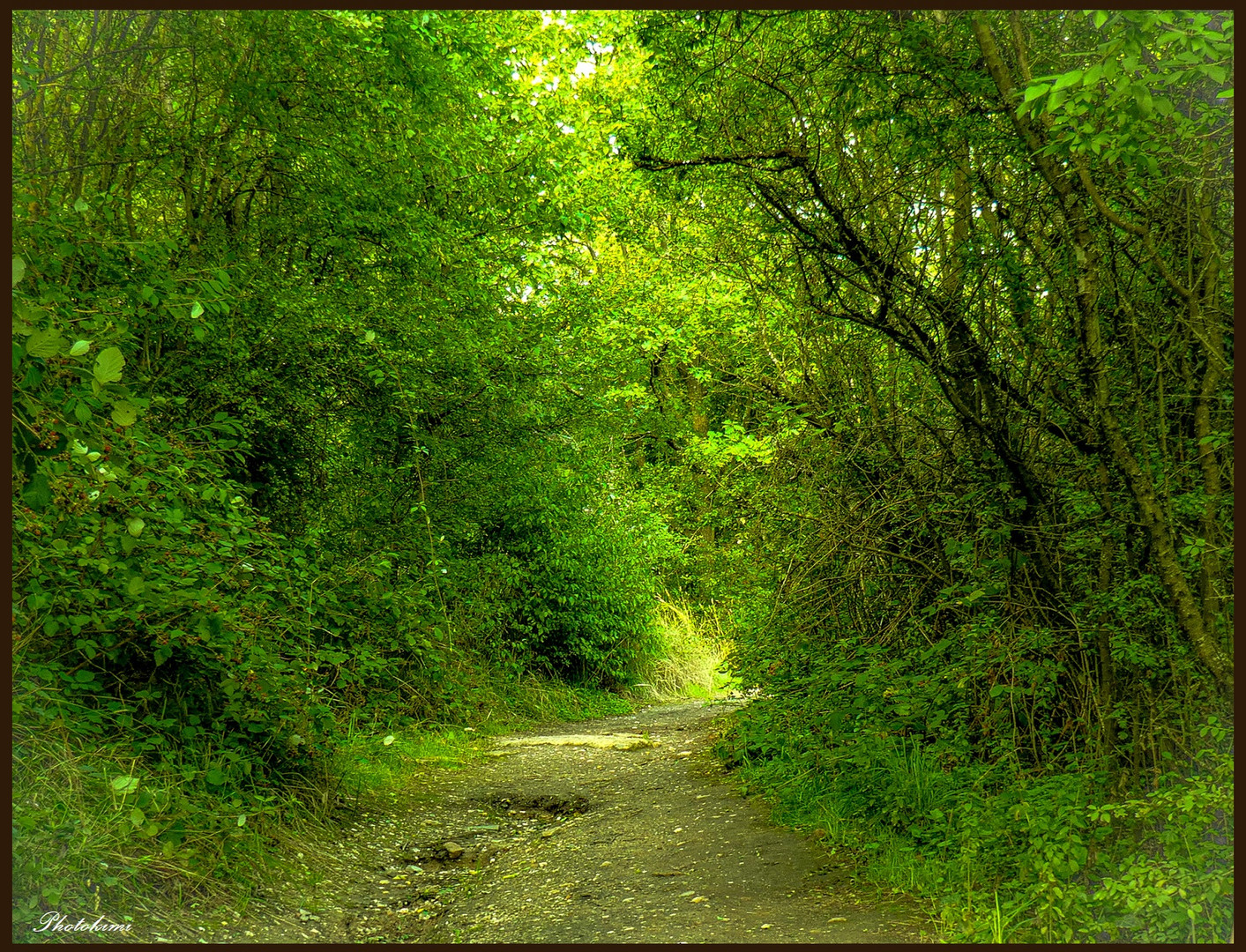 Der Pfad durch den lichten Wald