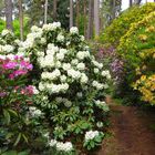 Der Pfad durch die Rhododendren