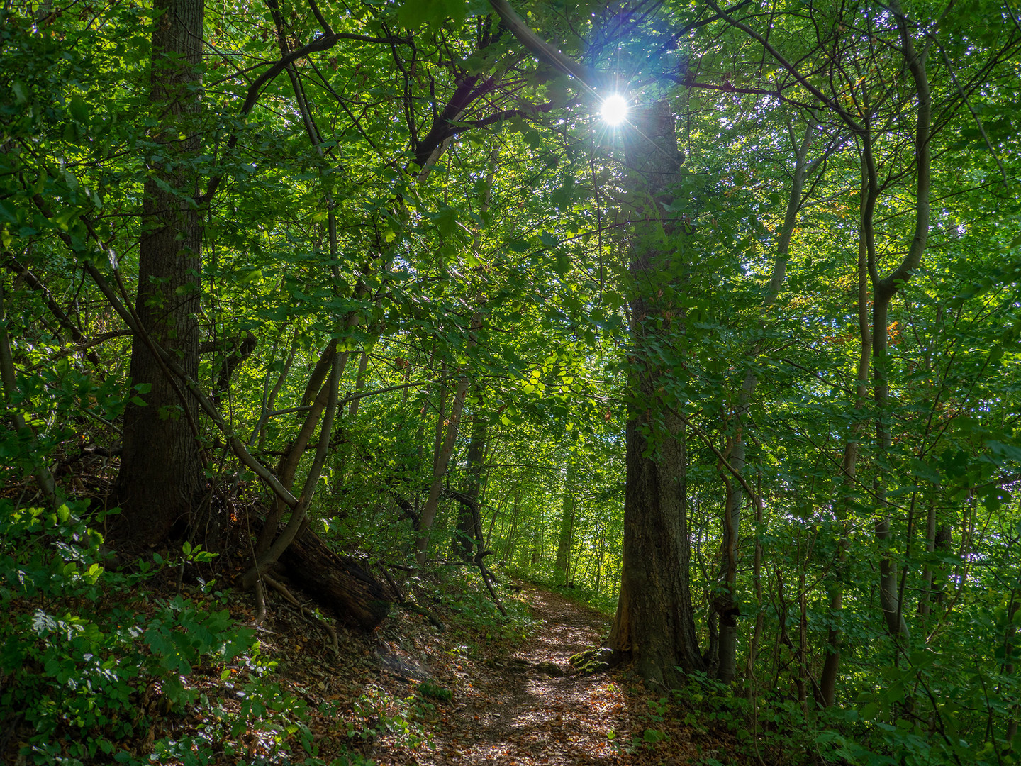 Der Pfad im Wald