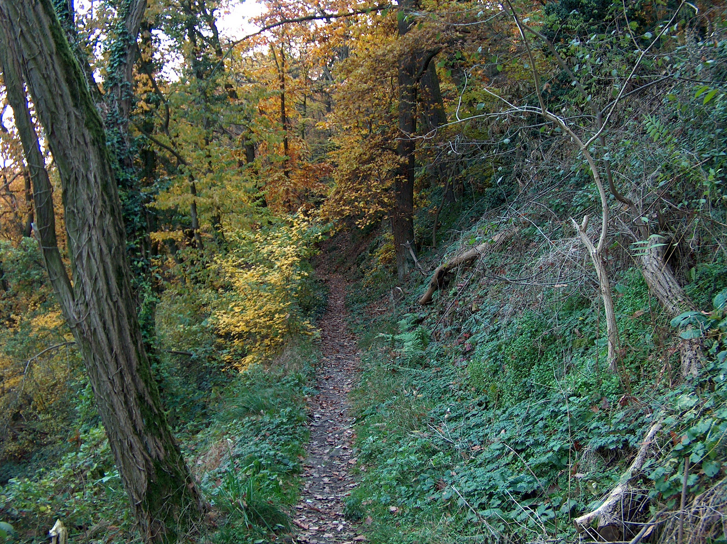 Der Pfad, welcher dich vom Sommer in den Herbst führt