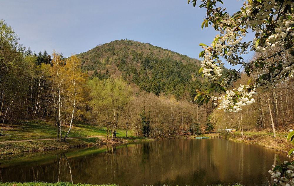 Der Pfälzer in seinem Revier, Rundwanderrung am 14.04.12 mit eine Länge von 16.25 km.