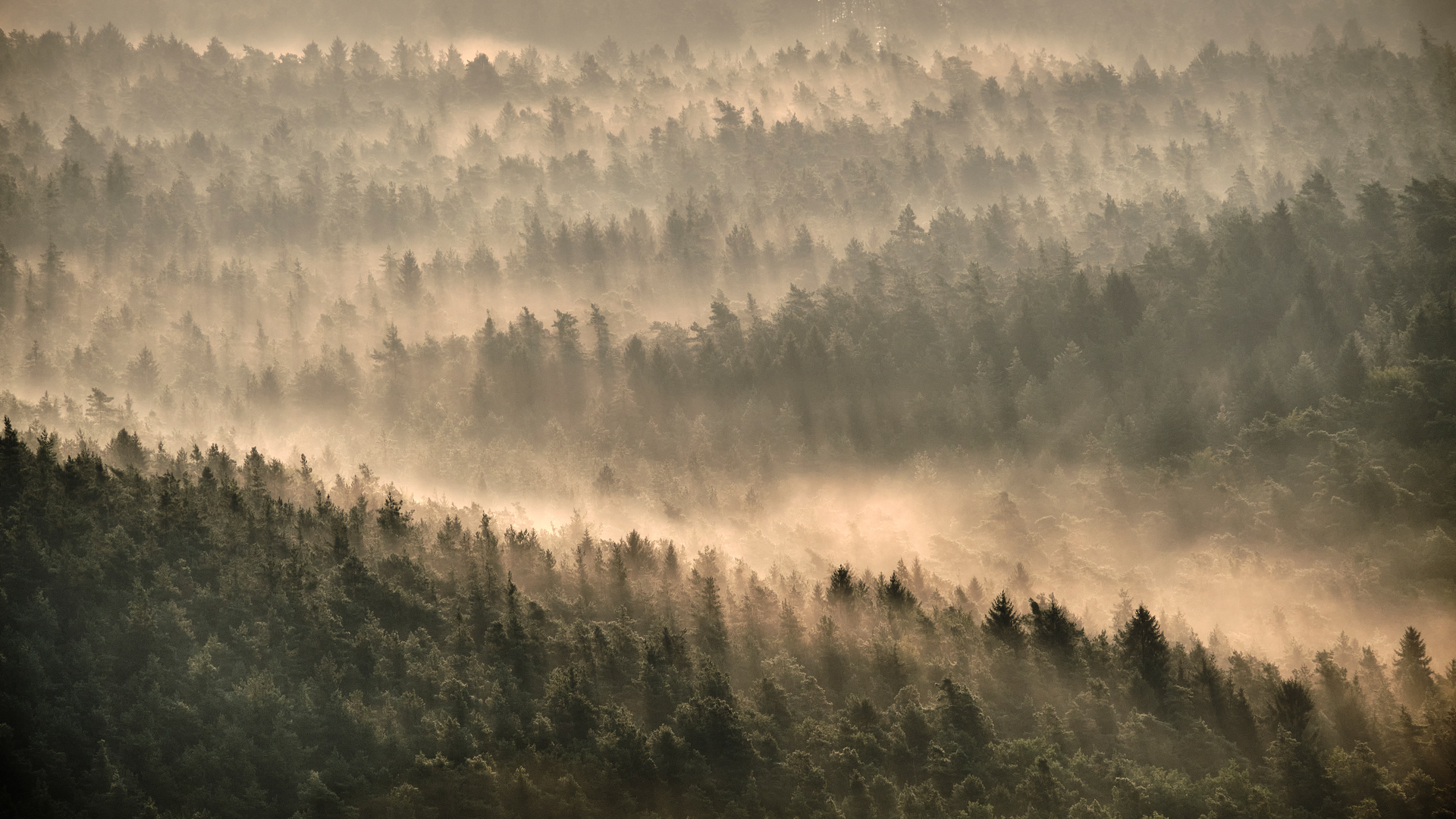 Der Pfälzer Wald