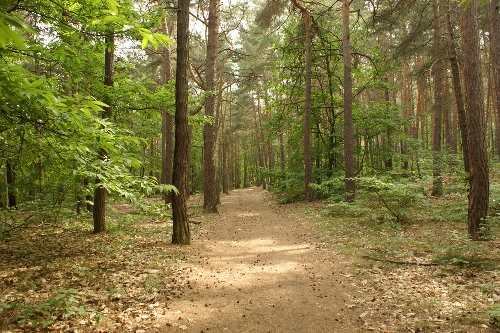 Der Pfälzer Wald^^