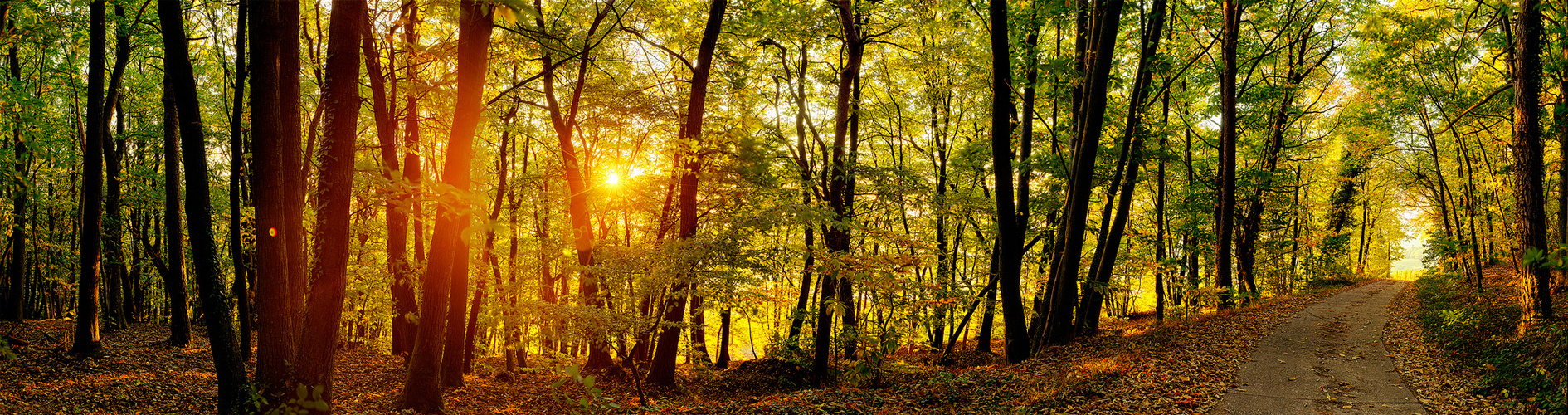 Der Pfälzer Wald in seiner Pracht