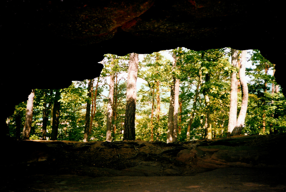 Der Pfälzerwald