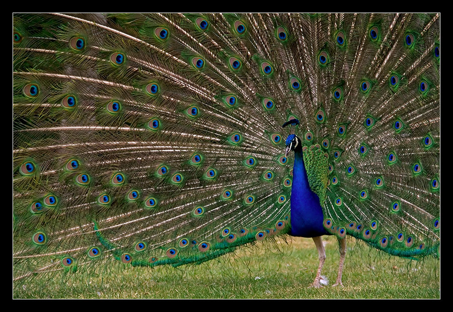 Der Pfau...