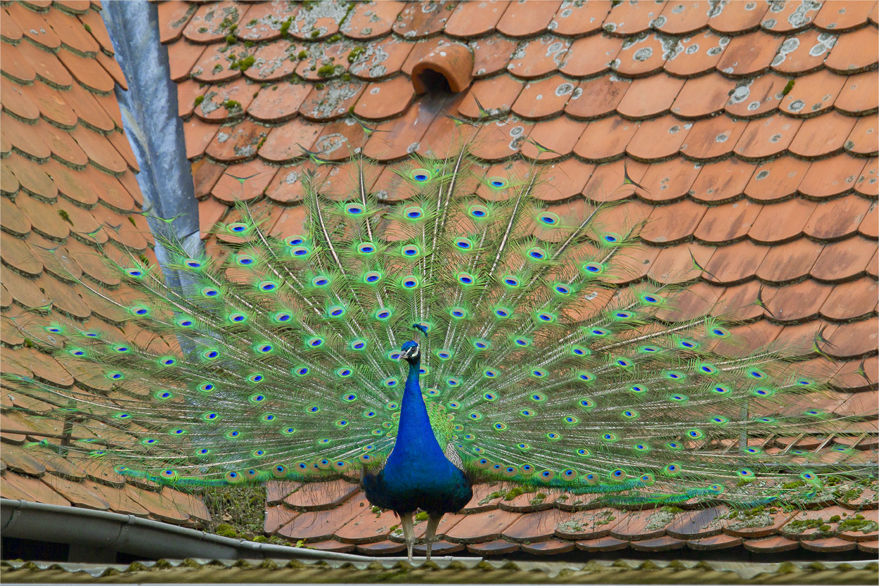 Der Pfau auf dem Dach