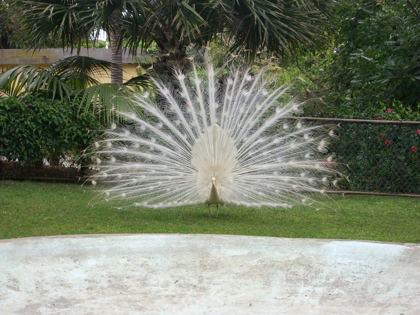 Der Pfau auf Madeira