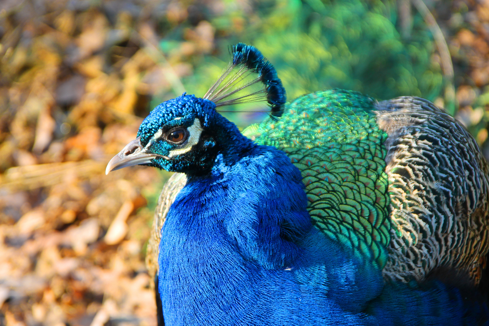 Der Pfau aus der Fauna