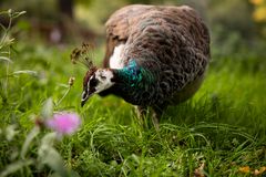 Der Pfau beim Blumen picken