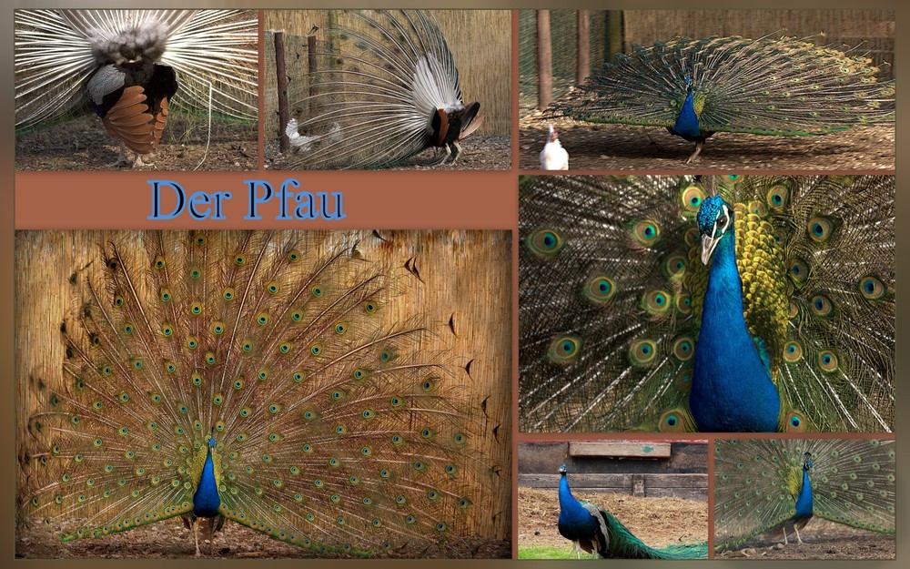 Der Pfau