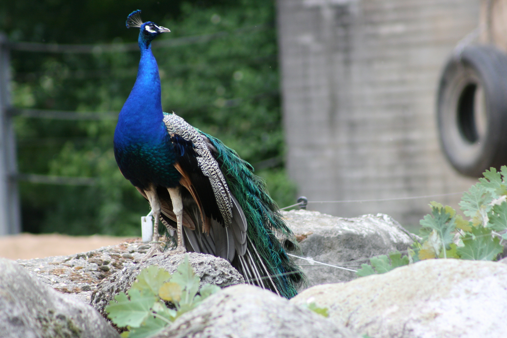 Der Pfau der Beleidigt ist