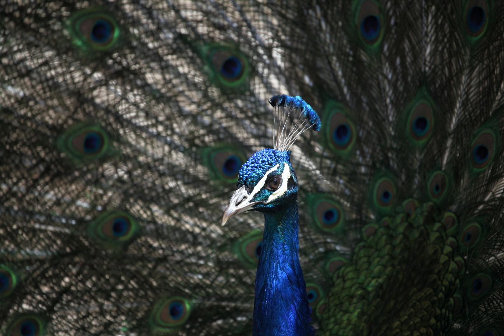 Der Pfau hat seinen Fotohintergrund immer dabei.