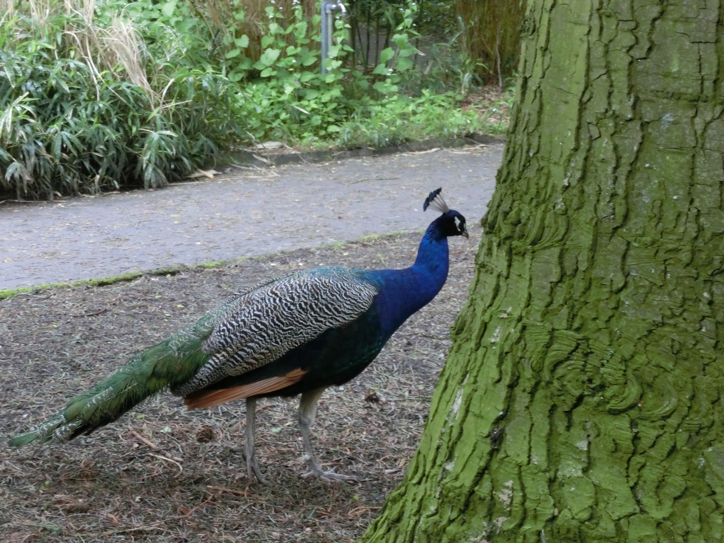 Der Pfau Im Botanischen Garten Foto Bild Tiere Botanischer