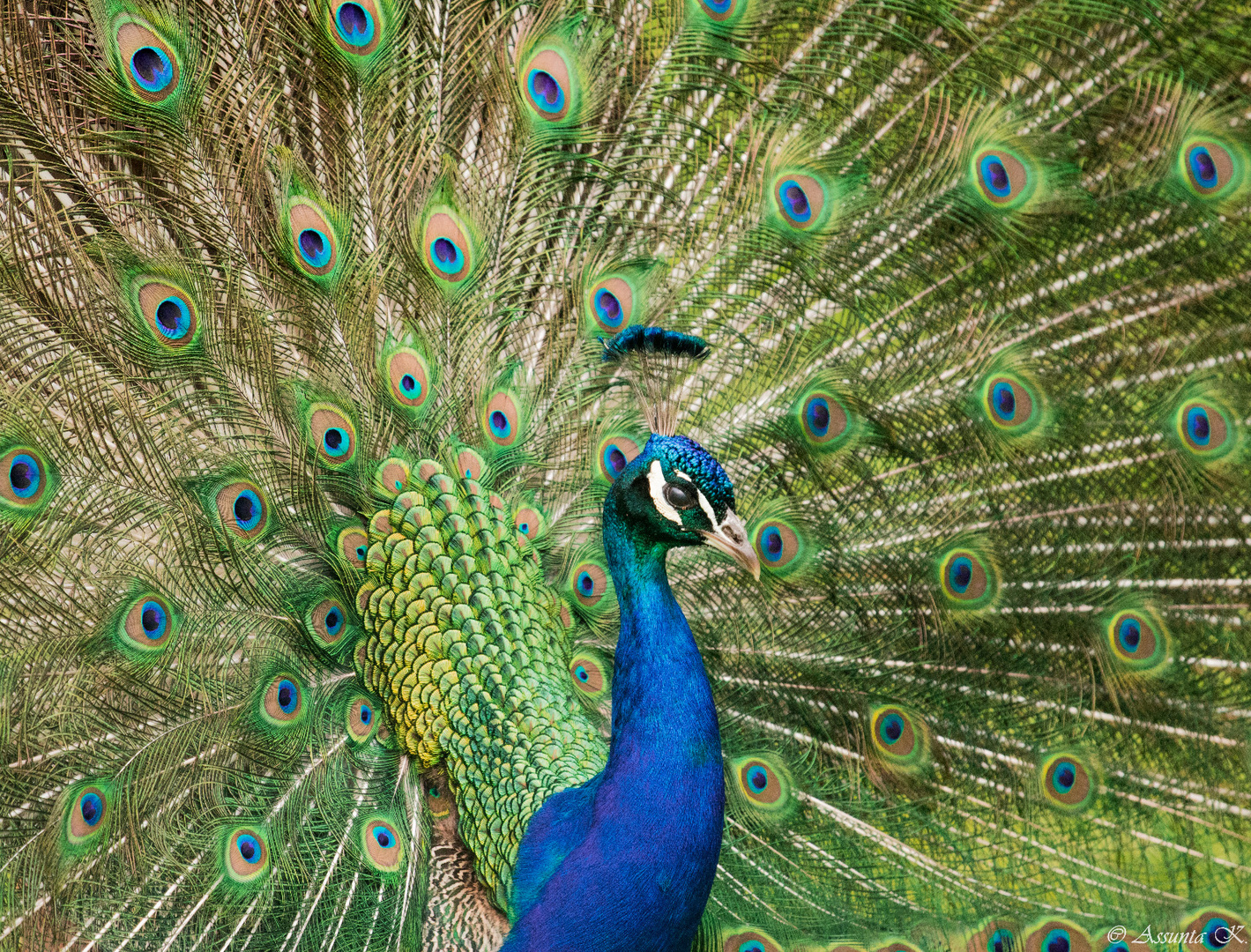 Der Pfau im Naturzoo Rheine 