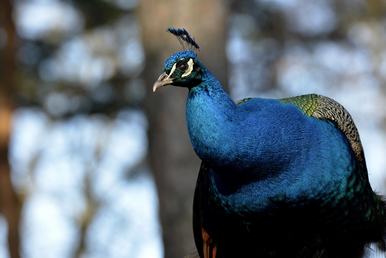 Der Pfau im Profil