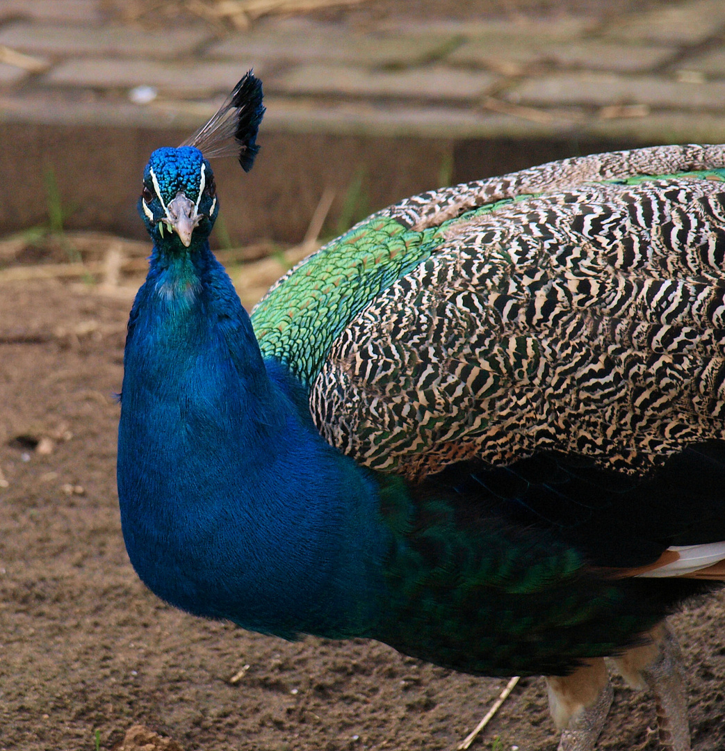 Der Pfau in Blau…