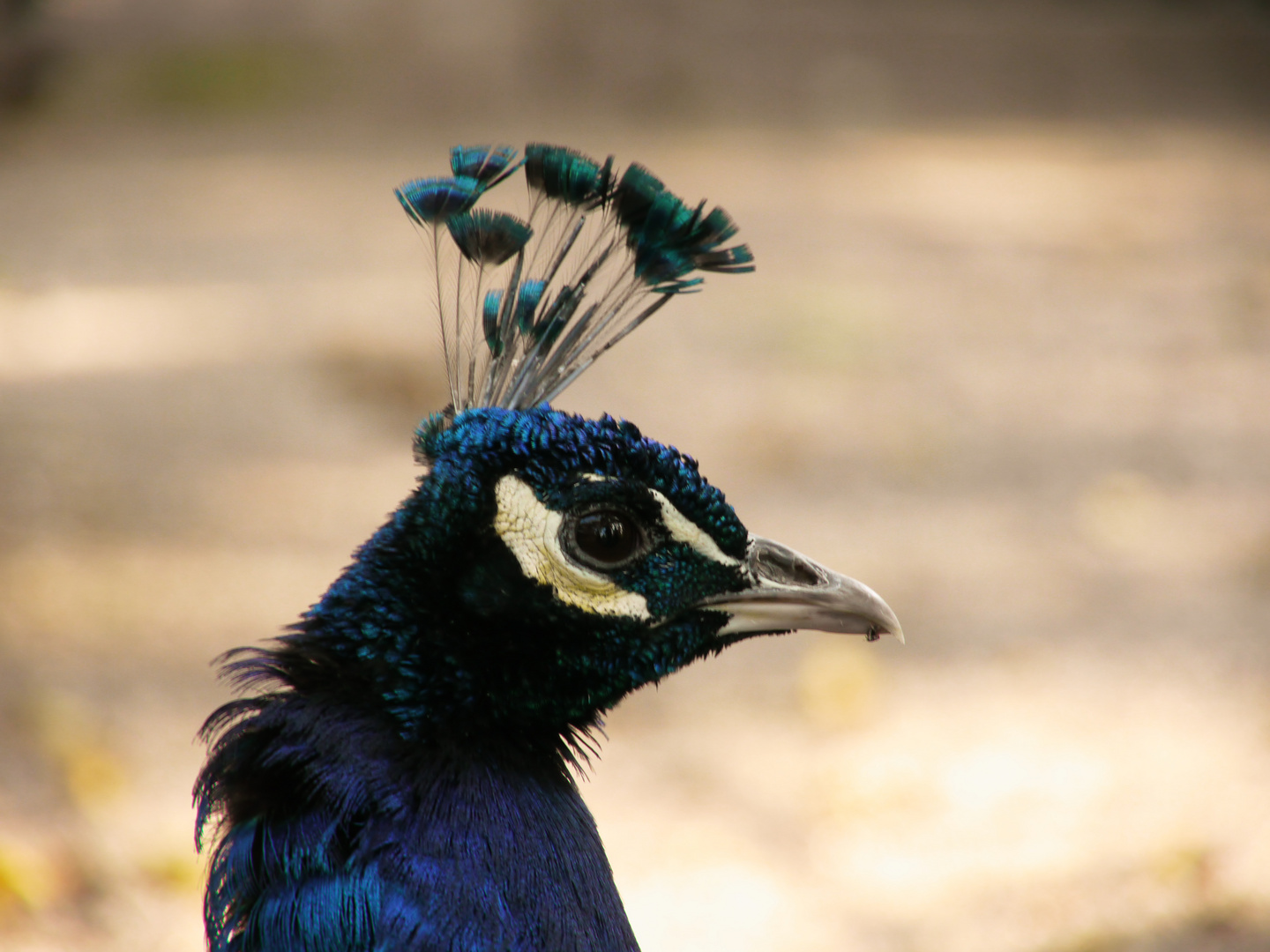 Der Pfau in blau