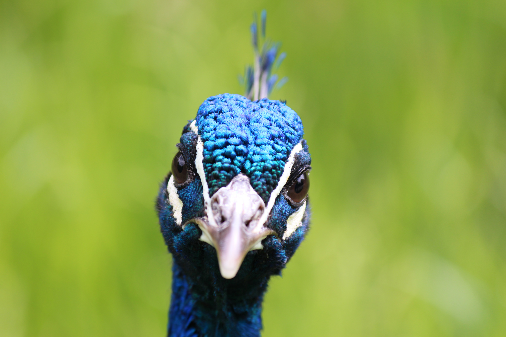 Der Pfau mal ohne Rad