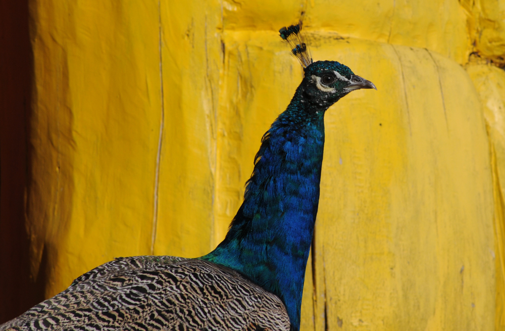 Der Pfau und die Farbe gelb von Volker Jennerjahn