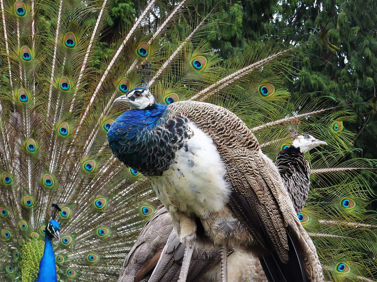 Der Pfau und sein Harem