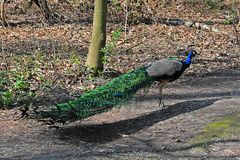 Der Pfau und sein langer Schatten