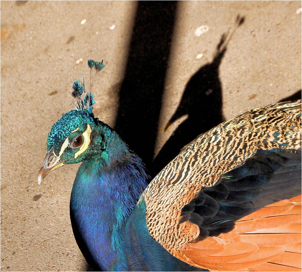 DER PFAU UND SEIN SCHATTEN