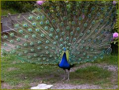 Der Pfau und sein Stolz