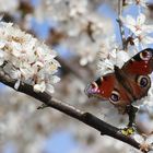 Der Pfau zwischen Blüten 1