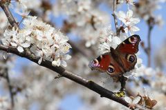 Der Pfau zwischen Blüten 1