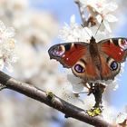 Der Pfau zwischen Blüten 2