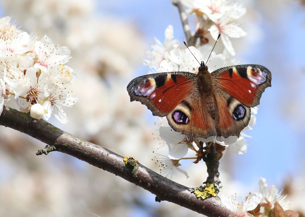 Der Pfau zwischen Blüten 2