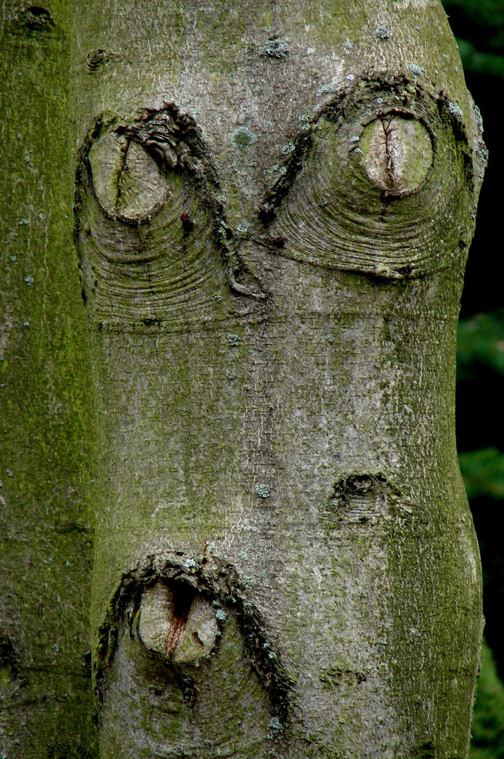 der Pfeifer im Wald .......