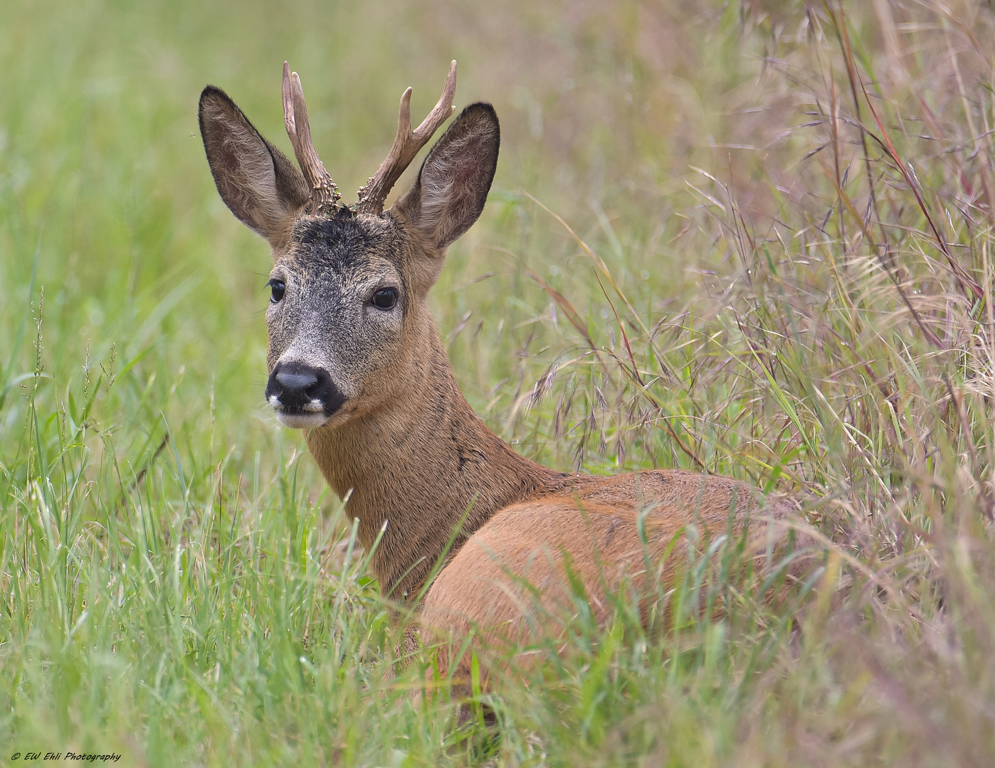 Der Pfingsbock