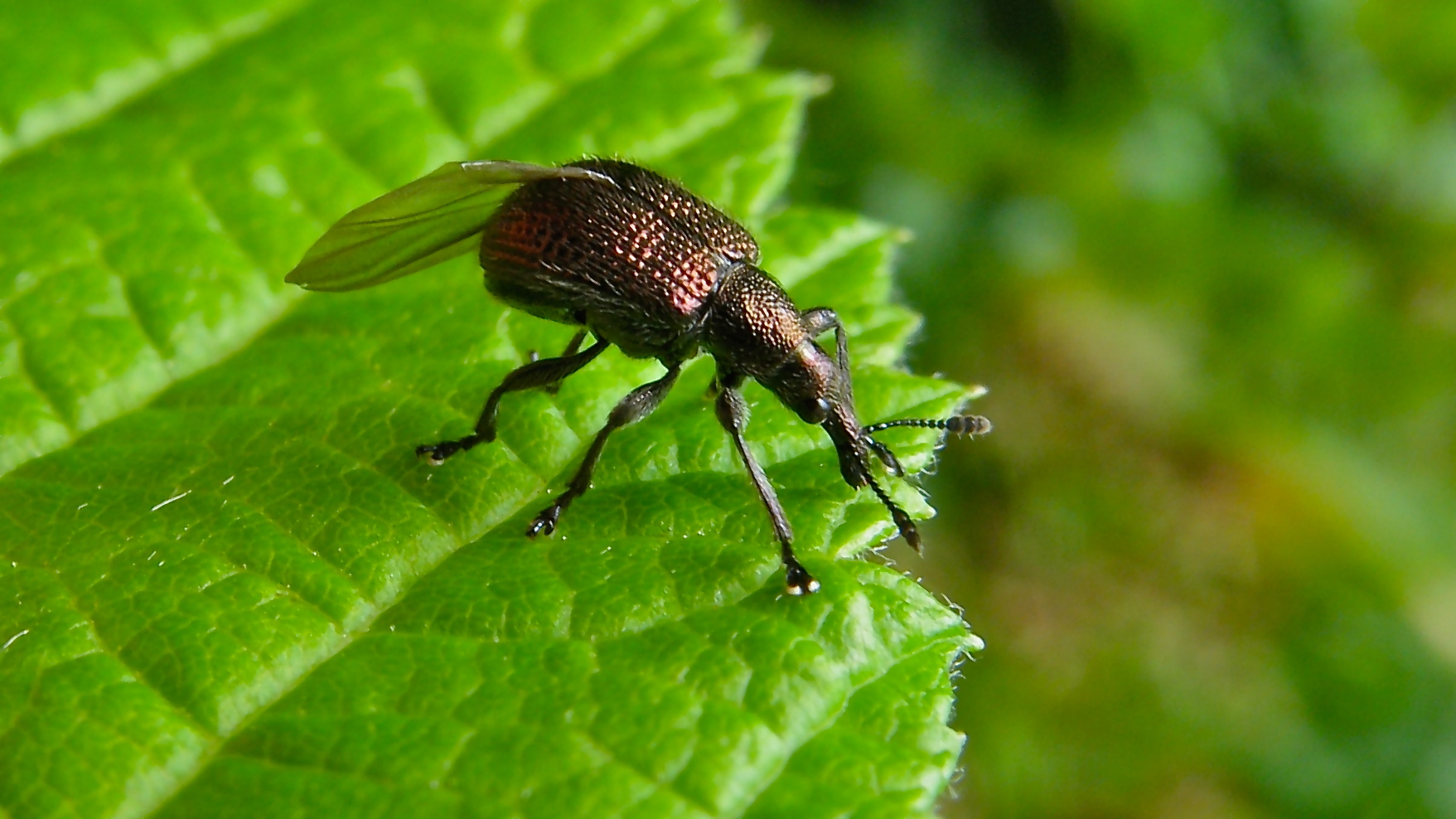 Der Pflaumenbohrer  (Rhychnites cupreus) kurz vor dem Start . . .