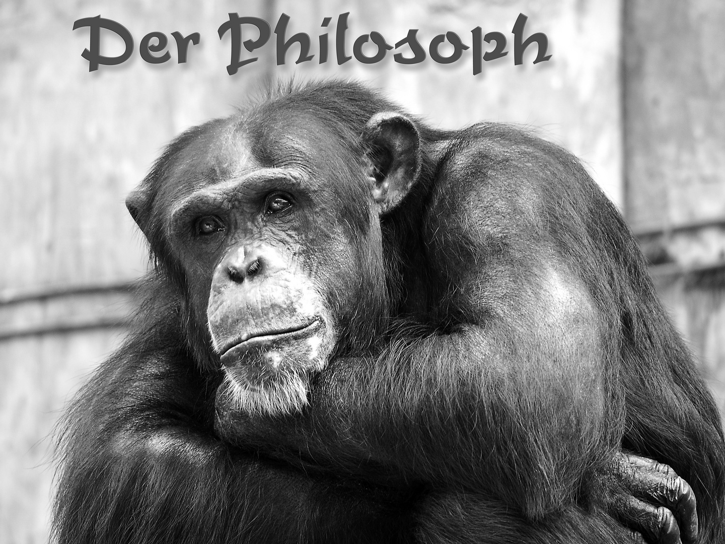 Der Philosoph