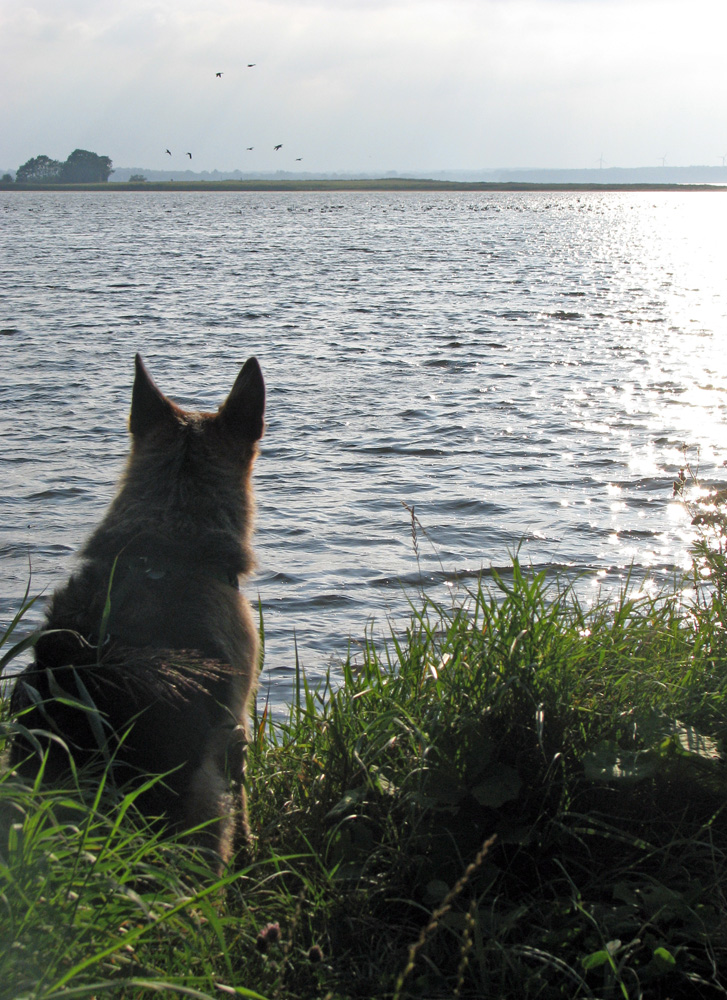 Der philosphierende Hund