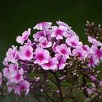 Der Phlox...